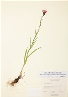 藏品(長穗麒麟菊)的圖片